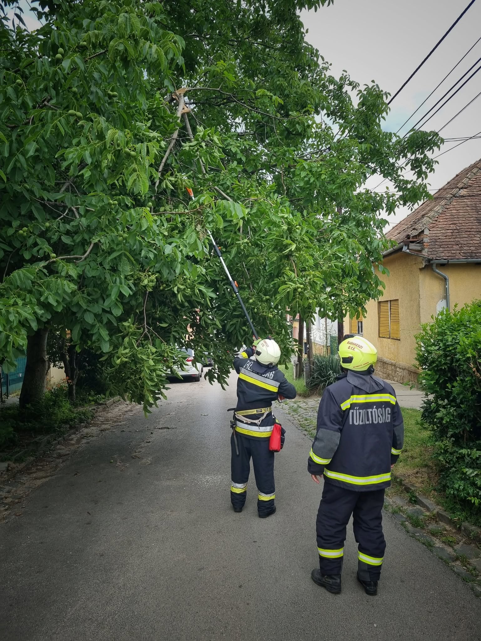 Lehasadt faág – 2026.06.14.